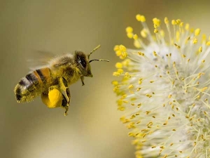 Pyłek pszczeli wspomaga układ odpornościowy i nie tylko!