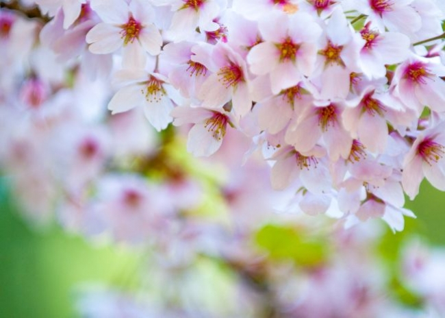 Budżet kobiety. Na co wydamy na wiosnę?