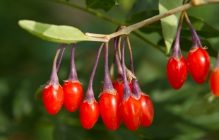 Owoce Goji - diamenty wśród żywności